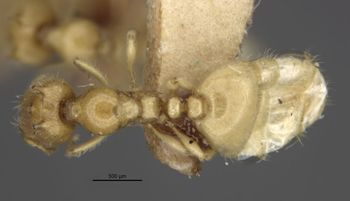 Media type: image;   Entomology 20964 Aspect: habitus dorsal view